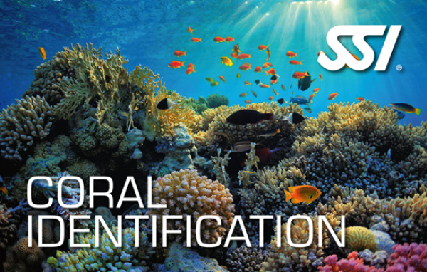 SSI Coral Identification Kurs